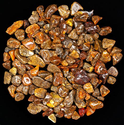 where is baltic amber found